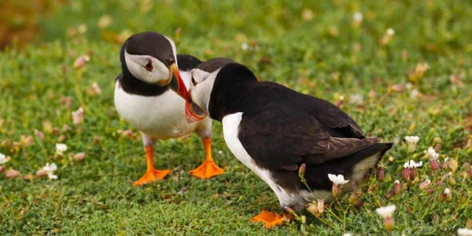 A dança dos instintos: o que podemos aprender sobre sexualidade com os animais